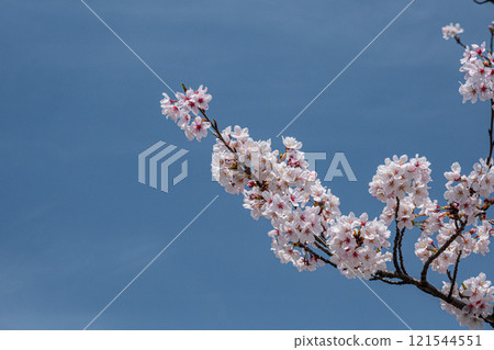 Close-up of a branch of cherry blossoms in full bloom against a blue sky Close-up of a branch of cherry blossoms in full bloom against a blue sky 121544551