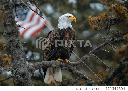 Majestic bald eagle perched on tree with american flag in background. 121544804