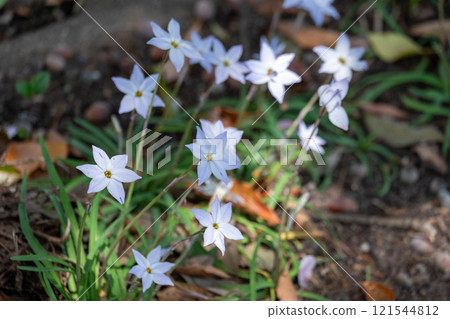 森林地面上盛開的白色星形小花 121544812