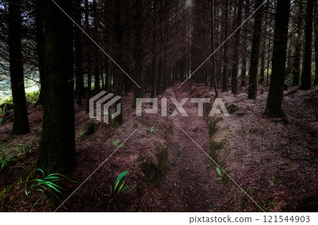 The photograph shows a woodland scene. Numerous trees stand closely together, creating a narrow passage. A dirt path is visible in the center. The trees appear to be evergreens. The photograph shows a woodland scene. Numerous trees stand closely together, creating a narrow passage. A dirt path is visible in the center. The trees appear to be evergreens. 121544903