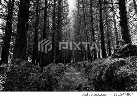 The image depicts a forest with a central path. The trees are tall and thin, with minimal undergrowth. The environment appears dark and somewhat desolate. The path is narrow and earthen. The image depicts a forest with a central path. The trees are tall and thin, with minimal undergrowth. The environment appears dark and somewhat desolate. The path is narrow and earthen. 121544904