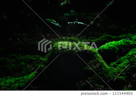 Young fern plant grows atop a clump of moss in a shadowy woodland. The scene is predominantly dark green. Young fern plant grows atop a clump of moss in a shadowy woodland. The scene is predominantly dark green. 121544905