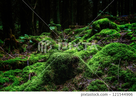 Lush green moss covers the forest floor in the tranquil morning hours. Lush green moss covers the forest floor in the tranquil morning hours. 121544906