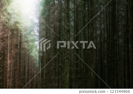 Dark forest with tall trees captured in early morning light. Dark forest with tall trees captured in early morning light. 121544908