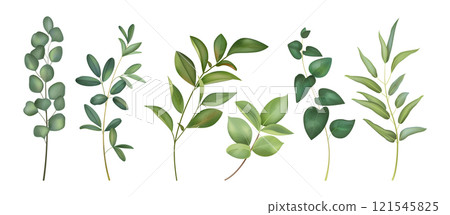Watercolor leaves. Flower leaf, watercolour green plant branch or tree foliage. Vintage forest painting. Eucalyptus and olive. Decorative botanical landscape vector isolated illustration 121545825