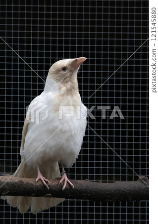 grey crow albino White crow symbol of individuality 121545880