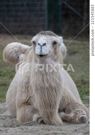 rare white camel in a paddock in clear weather. 121545883