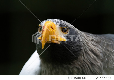 Head of steller's sea eagle Head of steller's sea eagle 121545888