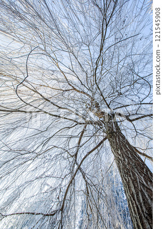 Upwards View of Frozen Willow Tree. 121545908