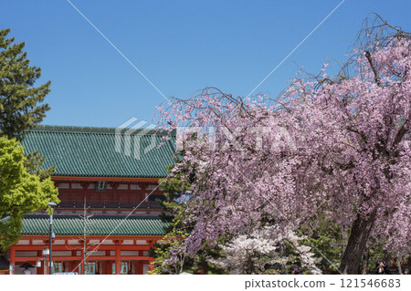 平安神宮垂枝櫻花盛開，櫻花盛開，平安神宮大天門，京都著名賞櫻勝地，京都旅遊勝地 121546683