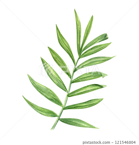 Tropical green areca palm branch with elongated leaves watercolor hand painted illustration. Single exotic jungle leaf for beach package design, birthday greeting card, summer invitation, poster Tropical green areca palm branch with elongated leaves watercolor hand painted illustration. Single exotic jungle leaf for beach package design, birthday greeting card, summer invitation, poster 121546804