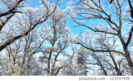 Winter Oaks Forest With Clear Blue Sky. Winter Oaks Forest With Clear Blue Sky. 121547499
