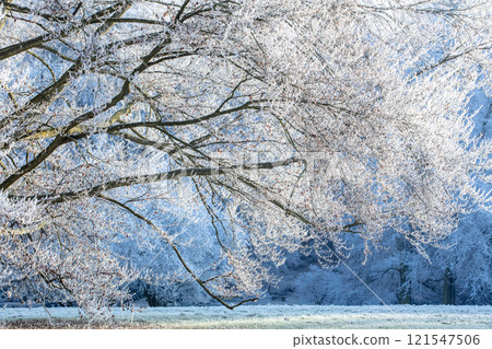 Winter Frosted Tree Branches. Winter Frosted Tree Branches. 121547506