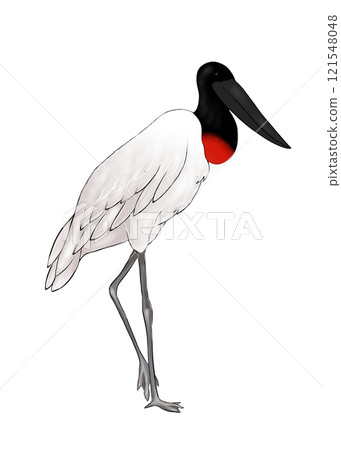 一隻黑頭鸛單腳站立的插圖 121548048