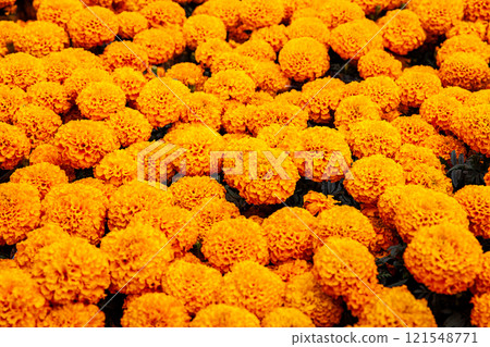 Plants of cempansuchil. Cempasuchil flower festival on the famous Paseo de la Reforma in Mexico City. 121548771