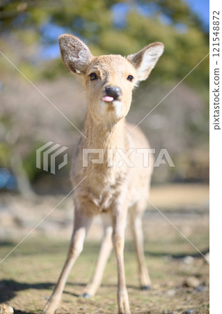 奈良公園的鹿 奈良公園的鹿 121548872