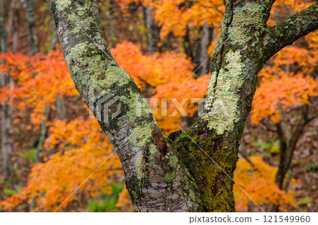 Trunk and autumn leaves Trunk and autumn leaves 121549960