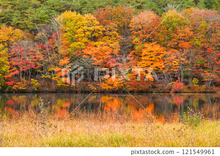 Autumn leaves on the waterside Autumn leaves on the waterside 121549961