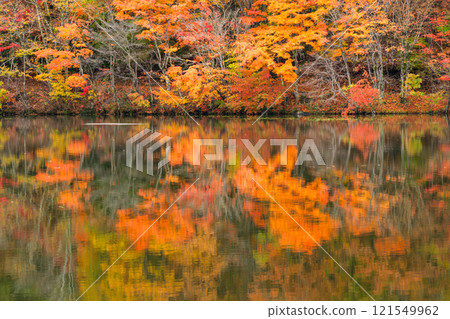 Reflective autumn leaves Reflective autumn leaves 121549962