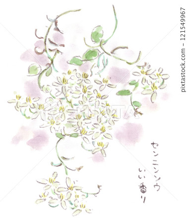 秋季植物的水彩插圖,一種開花植物,開著一簇簇可愛的白花。 秋季植物的水彩插圖,一種開花植物,開著一簇簇可愛的白花。 121549967