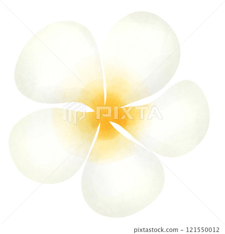 beautiful lotus flower isolated on white 121550012