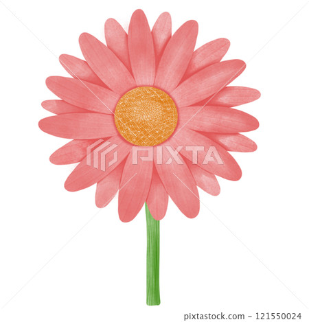 beautiful lotus flower isolated on white 121550024