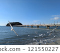 Takeshima and Black-tailed Gulls 121550227