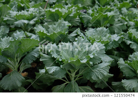 Chinese mustard green in an organic garden Chinese mustard green in an organic garden 121550474