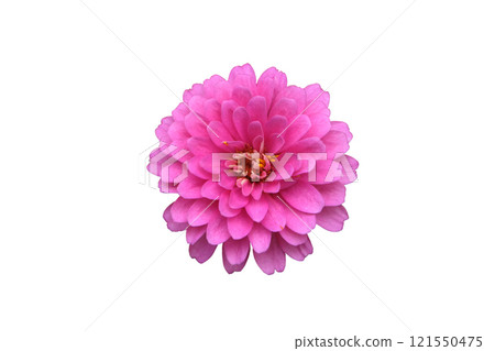 Top view single sweet colorful pink petal zinnia violacea flowers Top view single sweet colorful pink petal zinnia violacea flowers 121550475
