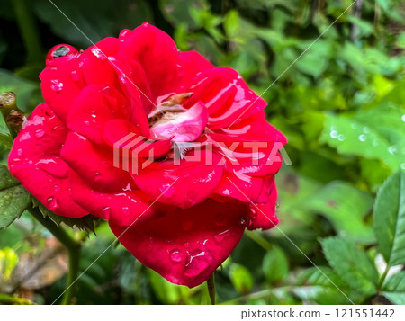 雨天的一朵鮮紅的玫瑰 雨天的一朵鮮紅的玫瑰 121551442