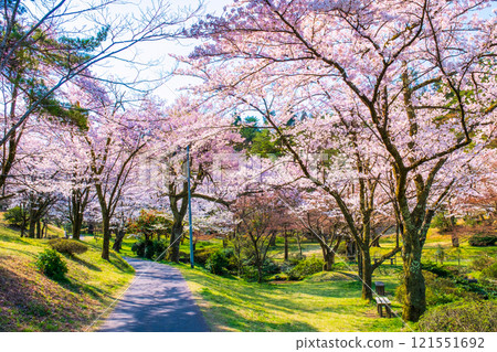 Cherry blossoms at Muramatsu park 121551692