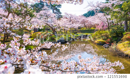 Muramatsu公園的櫻花 Muramatsu公園的櫻花 121551698