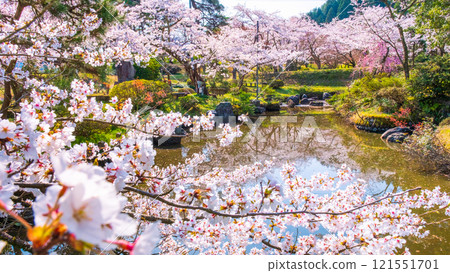 Muramatsu公園的櫻花 121551701