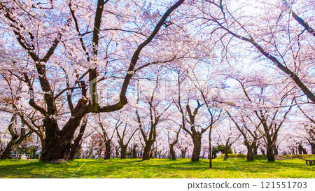 Cherry blossoms at Muramatsu park 121551703
