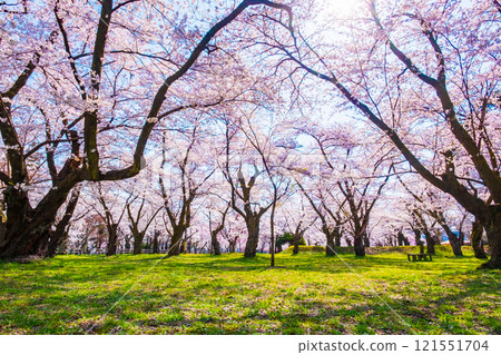 Cherry blossoms at Muramatsu park 121551704