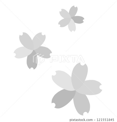 灰色上三種不同顏色花瓣的櫻花 121551845