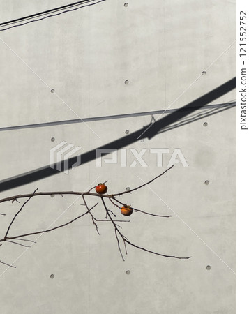 Minimalist Persimmon Branch Against Concrete Wall 121552752