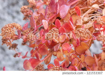 The leaves of this bright red Etchu Misebaya are vibrant in color. The leaves of this bright red Etchu Misebaya are vibrant in color. 121553307