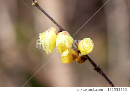 The beginning of the blooming of the Chinese native wintersweet (Soshinrobai) [Camellia family] 121553313