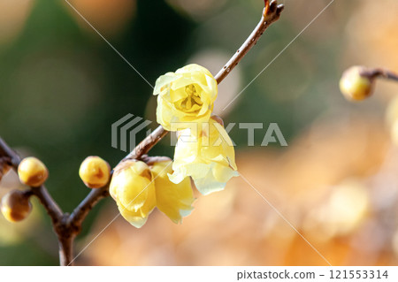 The beginning of the blooming of the Chinese native wintersweet (Soshinrobai) [Camellia family] 121553314
