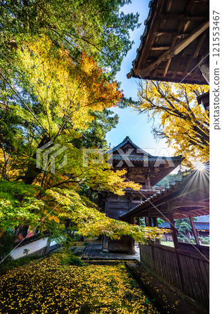 天佑寺的紅葉【長崎縣諫早市】 天佑寺的紅葉【長崎縣諫早市】 121553467