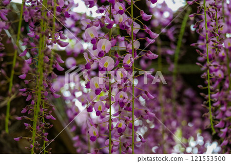 美麗的紫色紫藤花垂下的風景 121553500