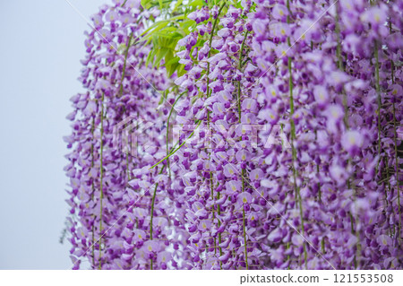 A beautiful landscape of purple wisteria in full bloom 121553508