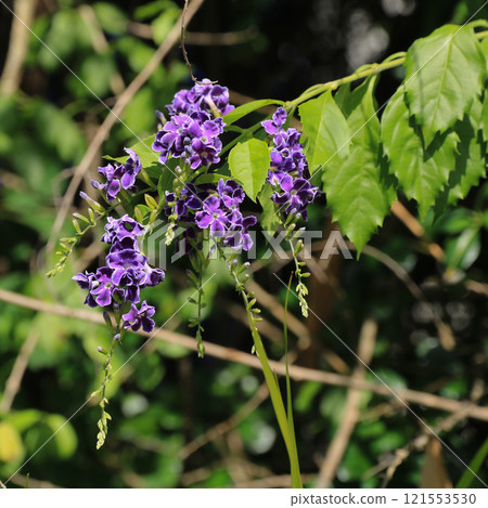Duranta erecta, purple flowering shrub photographed in Thailand. 121553530