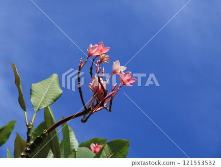 Pink plumeria rubre flowers, photographed in Koh Chang, Thailand. Pink plumeria rubre flowers, photographed in Koh Chang, Thailand. 121553532