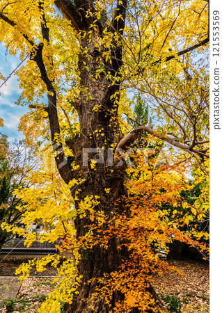 Autumn leaves at Anshoji Temple [Isahaya City, Nagasaki Prefecture] 121553569