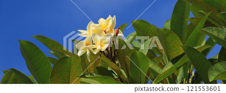 Yellow flowers of a frangipani tree, Thailand. 121553601