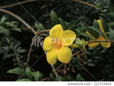 Yellow allamanda photographed in Thailand. 121553603