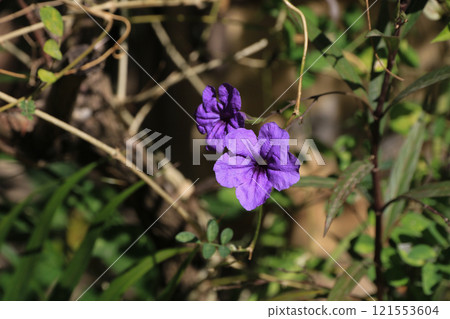 Spanish Ladies, purple tropical flowers growing in Thailand. 121553604