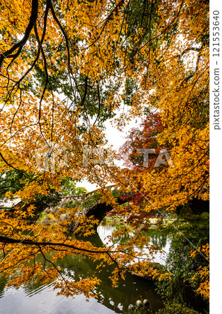 Autumn leaves at Meganebashi Bridge in Isahaya Park [Isahaya City, Nagasaki Prefecture] 121553640